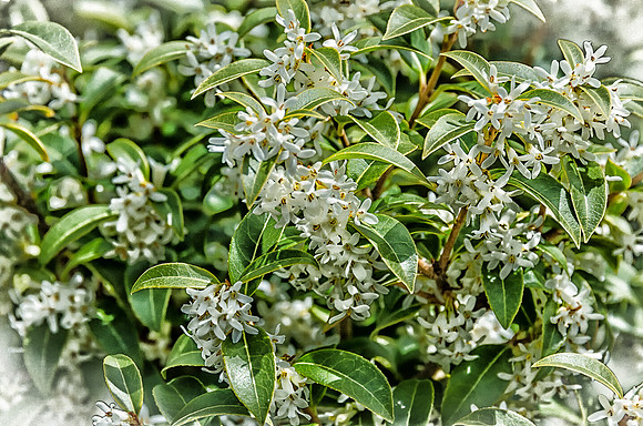 Early Spring Blooms-7