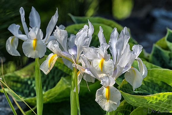Mother's Day Garden Walk--10