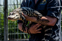 07-20 Alligator--2