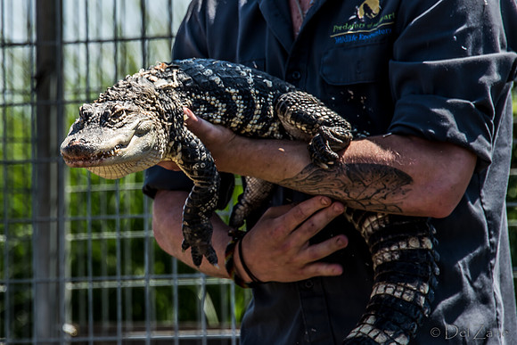 07-20 Alligator--2