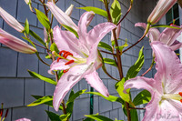 Sunny Afternoon Lillies