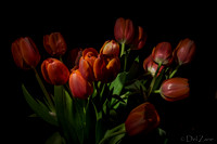 03-10 Night Time Tulips--8