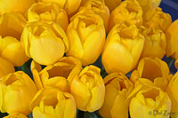 04-02 Tulip Town Redux TIFFs-2-7