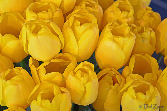 04-02 Tulip Town Redux TIFFs-2-7