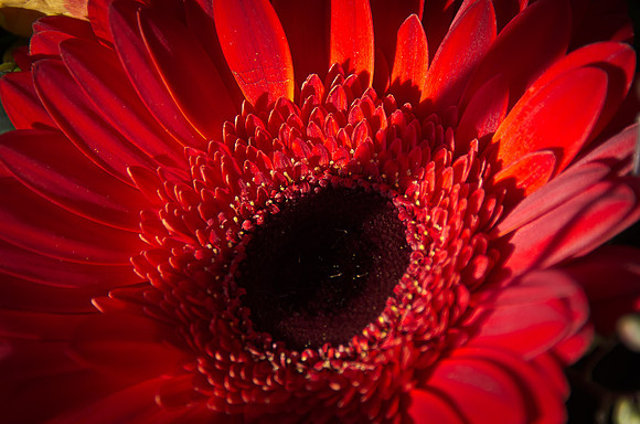 _DSC4516
