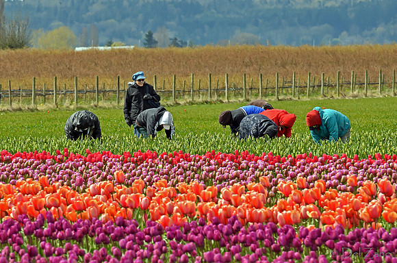 04-02 Tulip Town Redux TIFFs-2-36