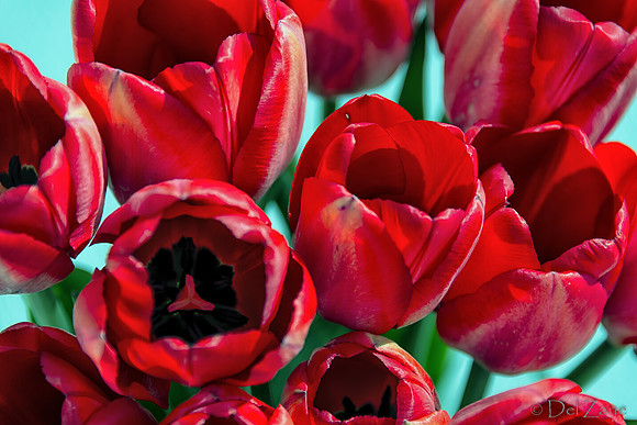 Sunshine Tulips-