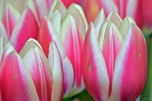 04-02 Tulip Town Redux TIFFs-2-18