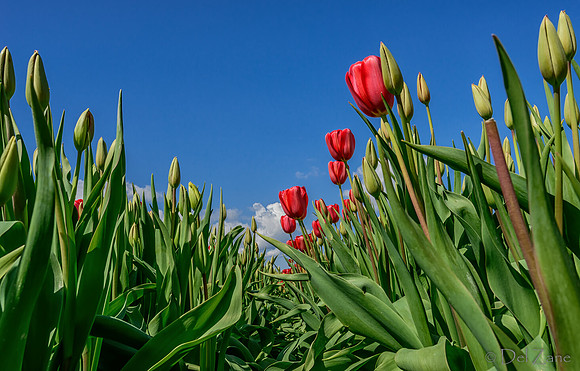 04-08 Tulips and Kites TIFFs--23
