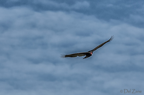 Soaring-3