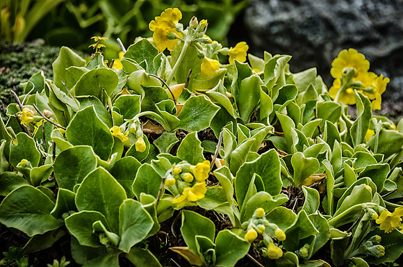 Early Spring Blooms-42