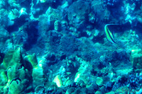 01-18 Makena Underwater TIFFs--9