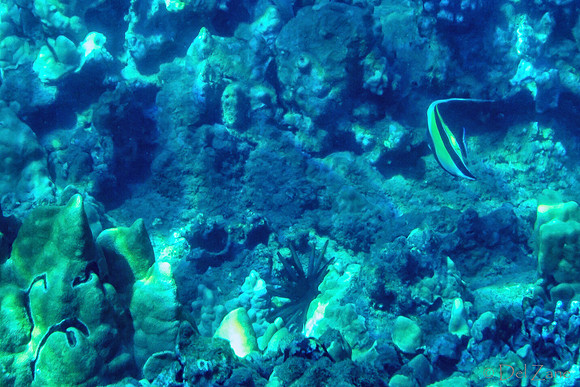 01-18 Makena Underwater TIFFs--9