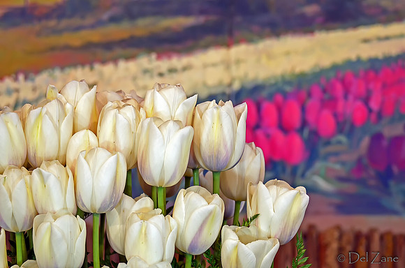 04-02 Tulip Town Redux TIFFs-2-13
