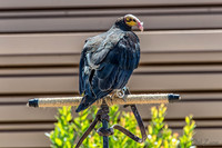 07-20 Yellow Head Vulture--2