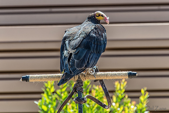 07-20 Yellow Head Vulture--2