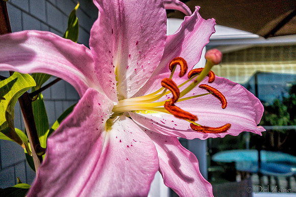 07-21 Lillies TIFFs--11