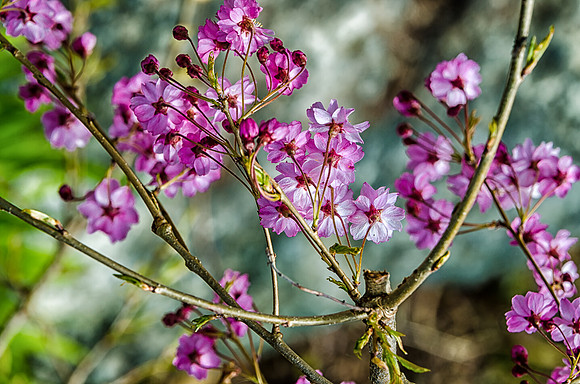 Early Spring Blooms-35