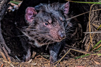 Bonorong Animals-2-3