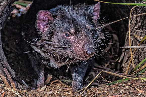 Bonorong Animals-2-3