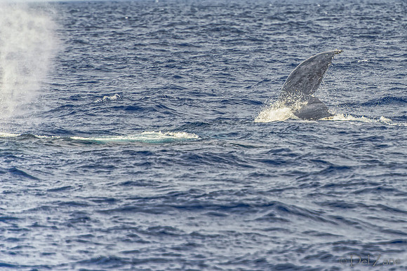 01-28 Whales TIFFS--55