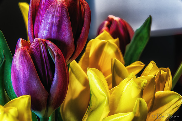04-28 Macro 36mm 28-300mm D600 Flowers--21