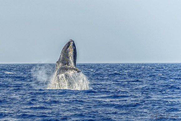 01-28 Whales TIFFS--22