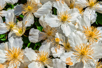 Clematis Montana Var. Alba