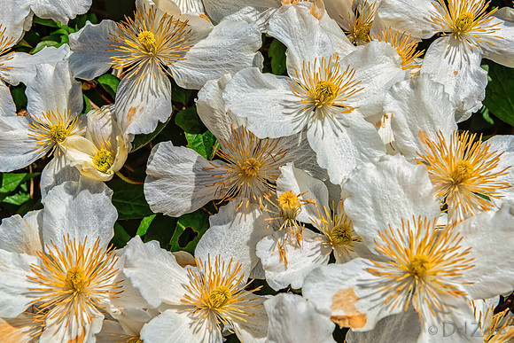 05-03 Clematis TIFFs-