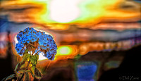 06-24 Hydrangea Sunset Bokeh TIFFs--3
