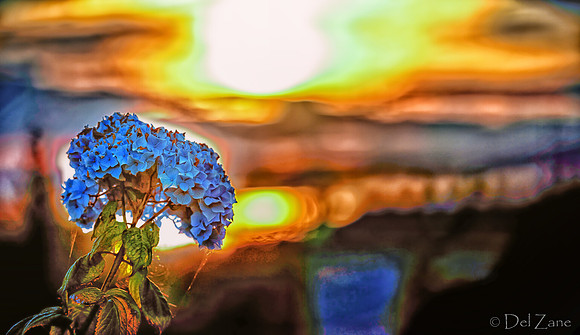06-24 Hydrangea Sunset Bokeh TIFFs--3
