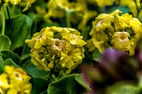 04-28 Macro 36mm 28-300mm D600 Flowers--13