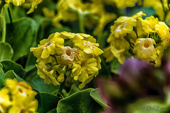 04-28 Macro 36mm 28-300mm D600 Flowers--13