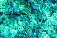 01-18 Makena Underwater TIFFs--12