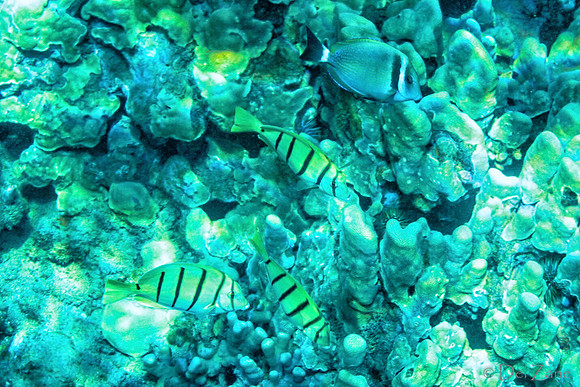 01-18 Makena Underwater TIFFs--12