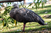 Bonorong Animals--7