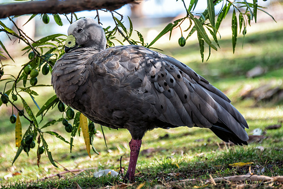 Bonorong Animals--7