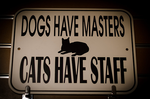 Pike Place Market Cats-9