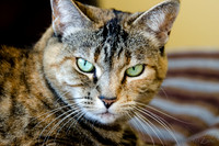 Cats on Parade-4