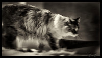Cats-20