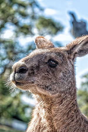 Bonorong Animals-2-2