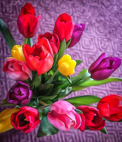 Multi-color Tulips--13