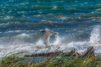 10-19 Burrows Bay Seagulls--9