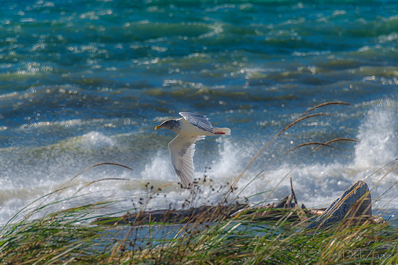 10-19 Burrows Bay Seagulls--9