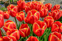 04-08 Tulips and Kites TIFFs--8