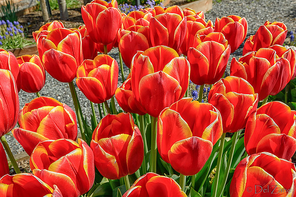 04-08 Tulips and Kites TIFFs--8