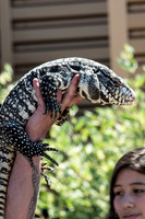 07-20 Gila Monster--8