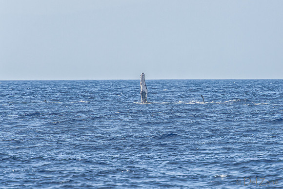 01-28 Whales TIFFS--59