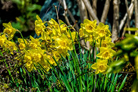 Early Spring Blooms-8
