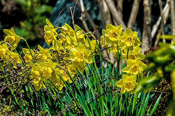 Early Spring Blooms-8